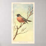 Vintage Robin Poster