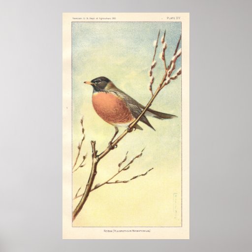 Vintage Robin Poster