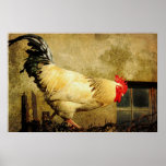 Vintage Rooster Posters