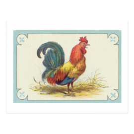 Vintage Rooster Print Post Card
