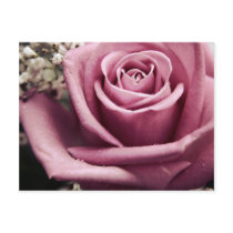 Vintage Rose postcard postcards
