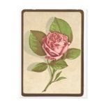 Vintage Rose Print postcards