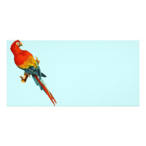 Vintage *Scarlet Macaw* Parrot Desing photo cards