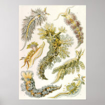 Vintage Sea Slugs Print