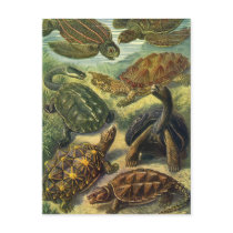 Vintage Sea Turtles and Land Tortoises Post Cards