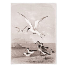 Vintage Seagulls Customized Retro Seagull Template Art Photo
