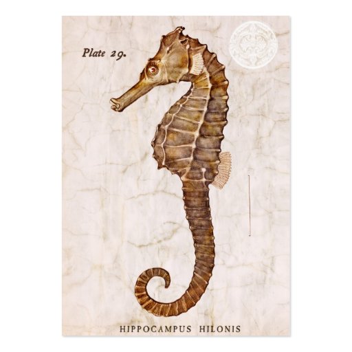 Vintage Seahorse - Antique Seahorses Customized Business Card (front side)