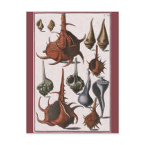 Vintage Seashells postcards