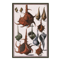 Vintage Seashells posters