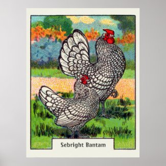 Vintage Sebright Bantam Chicken Print