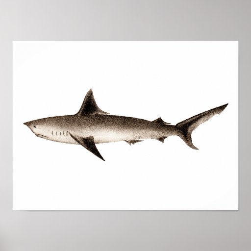 Vintage Shark 107