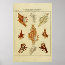 Vintage Shells Poster
