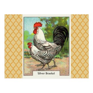 Vintage Silver Braekel Chicken Post Card