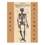 Vintage "Skeleton" Definition Postcard