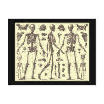Vintage Skeleton Diagrams Postcard
