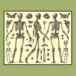 Vintage Skeleton Diagrams Posters