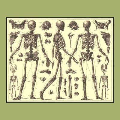 Vintage Skeleton Diagrams Posters Zazzle_print Vintage Skeleton Diagrams Posters Zazzle_print