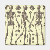 Vintage Skeleton Diagrams Refrigerator Magnet