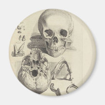 Vintage Skulls Magnets