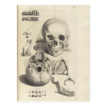 Vintage Skulls Post Cards