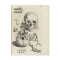 Vintage Skulls Post Cards