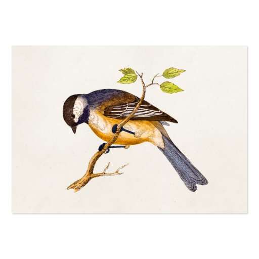 Vintage Song Bird Illustration - 1800's Birds Business Card Templates (front side)