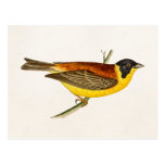 Vintage Song Bird Illustration - 1800's Birds Postcard