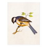 Vintage Song Bird Illustration - 1800's Birds Post Card