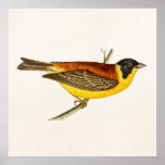Vintage Song Bird Illustration - 1800's Birds Posters