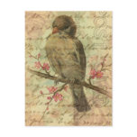 Vintage Sparrow Postcard