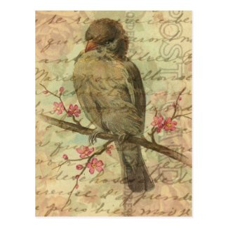 Vintage Sparrow Postcard