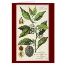 Vintage Spice; Nutmeg Plant, Fruit, Seeds Cards