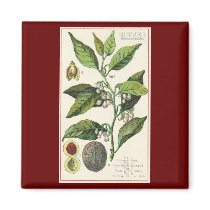 Vintage Spice; Nutmeg Plant, Fruit, Seeds Refrigerator Magnet