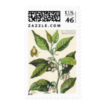 Vintage Spice; Nutmeg Plant, Fruit, Seeds Postage