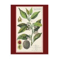 Vintage Spice; Nutmeg Plant, Fruit, Seeds Postcard