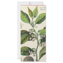 Vintage Spice; Nutmeg Plant, Fruit, Seeds Custom Rack Cards