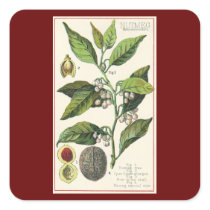 Vintage Spice; Nutmeg Plant, Fruit, Seeds Stickers