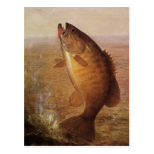 Vintage Sports Fishing, Largemouth Brown Bass Lake Post Card