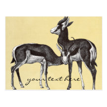 Vintage Springbok Postcard