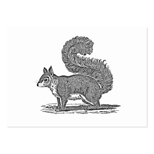 Vintage Squirrel Illustration - 1800's Squirrels Business Card (front side)