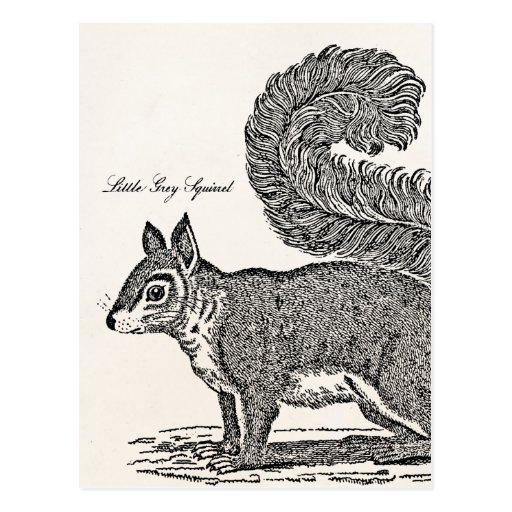 Vintage Squirrel Illustration 1800's Squirrels Postcard Zazzle