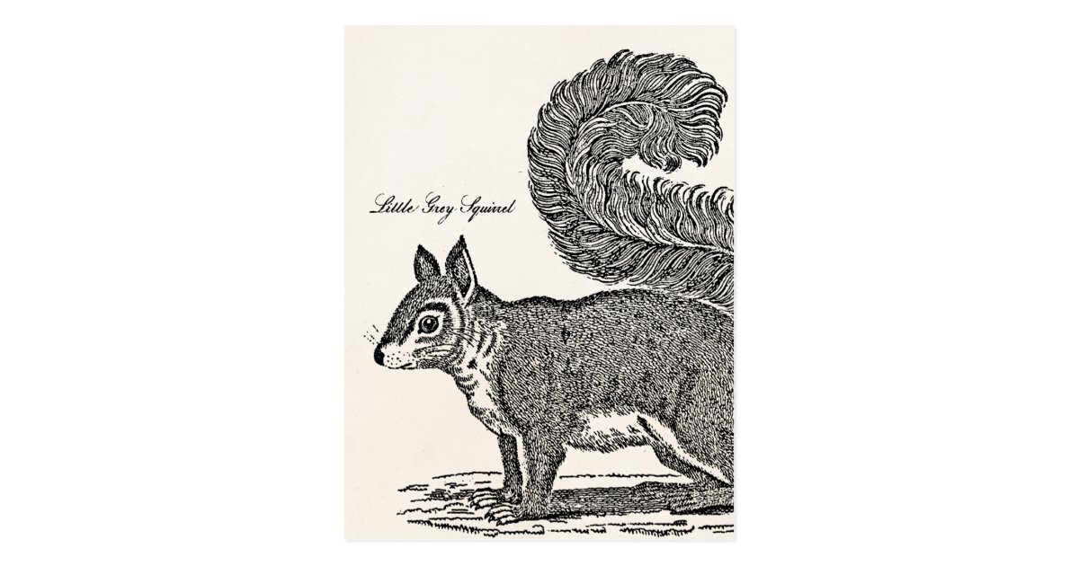 Vintage Squirrel Illustration 1800's Squirrels Postcard Zazzle