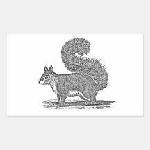 Vintage Squirrel Illustration - 1800's Squirrels Rectangular Sticker