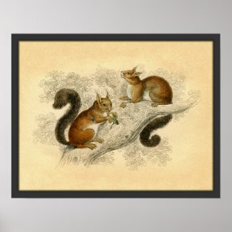 Vintage Squirrel Print