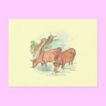 Vintage Steer Postcard postcards