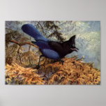 Vintage Steller's Jay Bird Art Poster