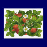 Vintage Strawberry Plant postcards