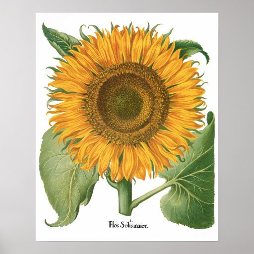 Vintage Sunflower Flower by Basilius Besler Poster Zazzle