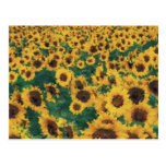 Vintage Sunflower painting art postcards