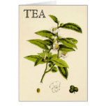 Vintage Tea Plant Greeting Cards